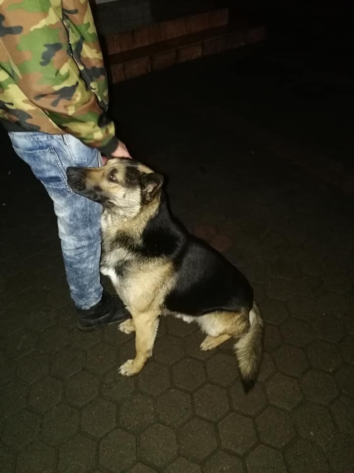 Poszukujemy osoby chętnej, do adopcji psa.